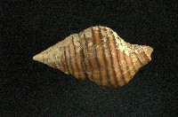 旋螺藏品圖，第2張